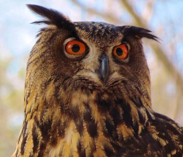 Owl Art Print featuring the photograph Eurasian Eagle Owl by Cynthia Guinn