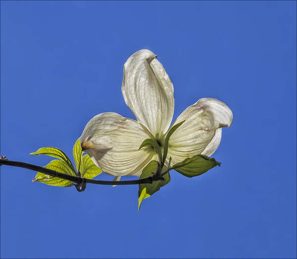 Flower And Sky Art Print featuring the photograph Flower and Sky by Robert Ullmann