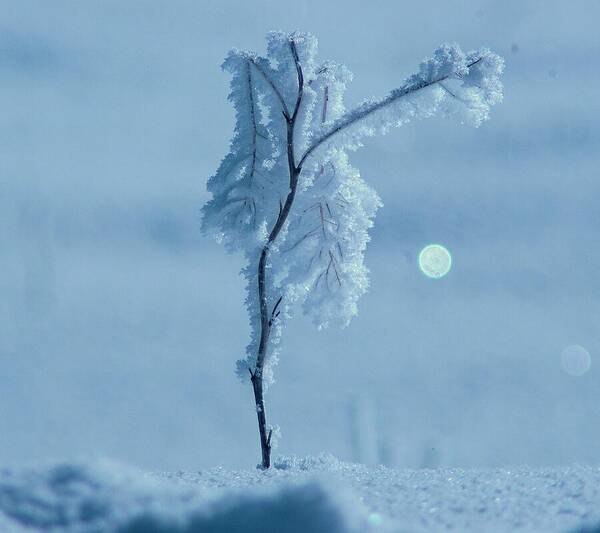 Ice Art Print featuring the photograph Frosted by Jeff Swan