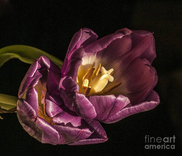 Crocus Art Print featuring the photograph Glowing Glory by Terry Rowe