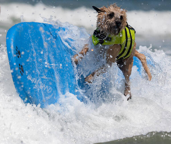 Dog Art Print featuring the photograph Good thing I have this life vest by Nathan Rupert