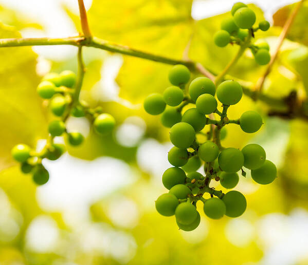 Grape Art Print featuring the photograph Grapes on the Vine - Finger Lakes Vineyard by Photographic Arts And Design Studio