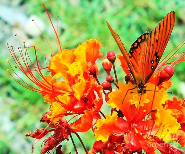 Texas Hill Country Butterfly Art Print featuring the photograph Gulf Fritillary Butterfly on Pride of Barbados by Michael Tidwell