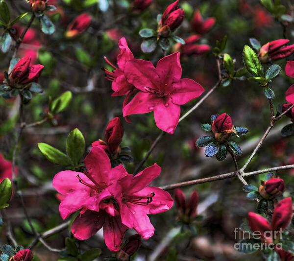 Flowers Art Print featuring the photograph Hello Beautiful Dark Pink Azaleas by Eva Thomas