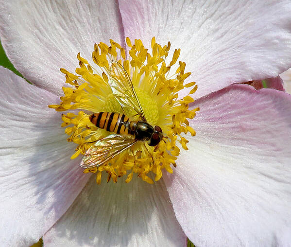 Hoverfly Art Print featuring the photograph Hoverfly Feeding by John Topman