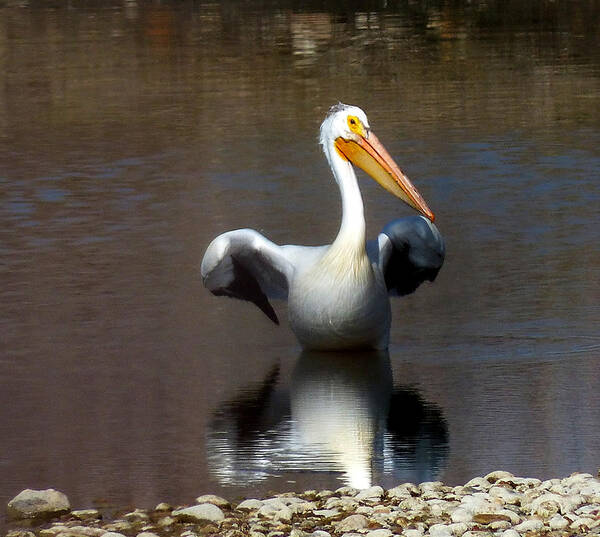 Pelican Art Print featuring the photograph I am going to take off by Thomas Samida