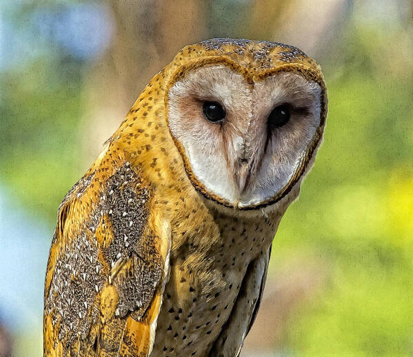 Barn Owl Art Print featuring the photograph I Am Wise by Constantine Gregory