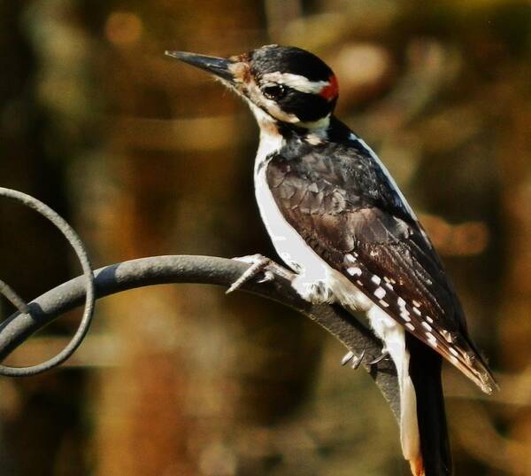 Woodpecker Art Print featuring the photograph Impressive Visit by VLee Watson