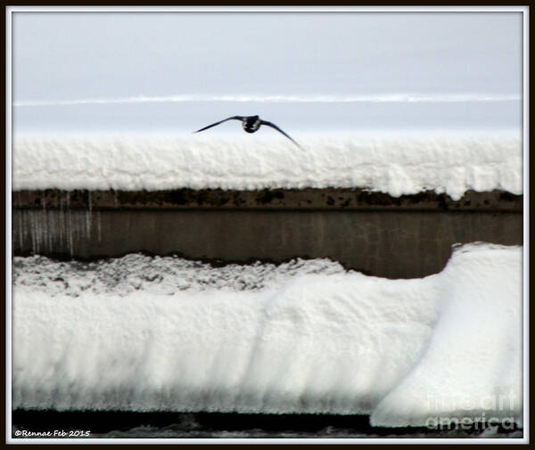 Winter Art Print featuring the photograph In Flight by Rennae Christman