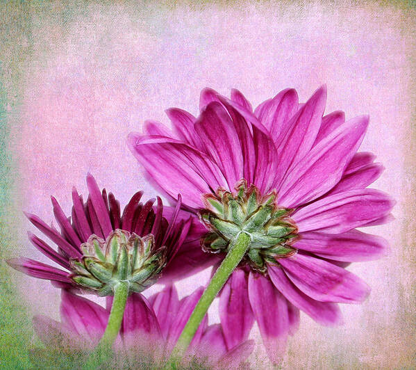 Chrysanthemum Art Print featuring the photograph In Reverse by Judy Vincent