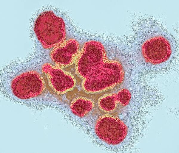 Influenza A Virus Art Print featuring the photograph Influenza A Virus Particles by Ami Images/science Photo Library