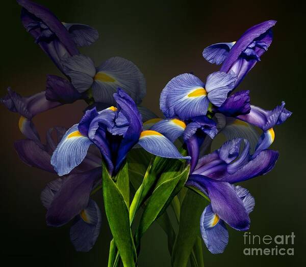 Flowers Art Print featuring the photograph Iris Fantasy by Shirley Mangini