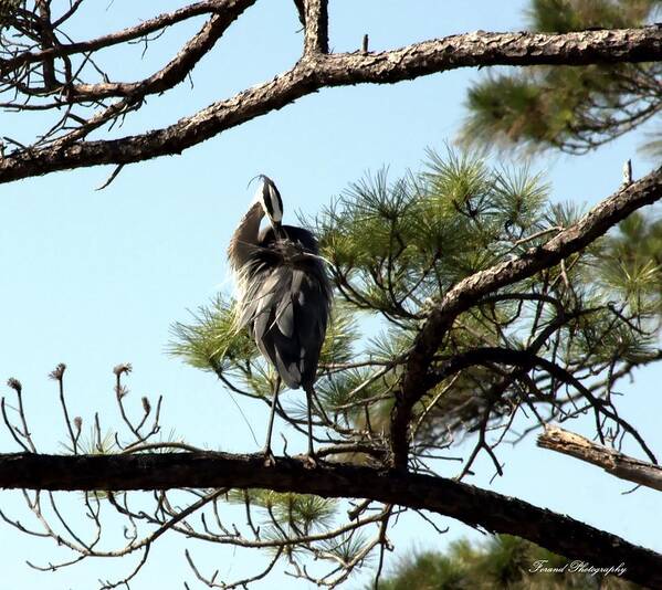 St George Island Art Print featuring the photograph Just Hanging Around by Debra Forand