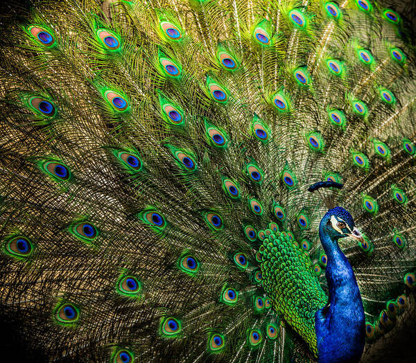 Peacocks Art Print featuring the photograph KING of BIRDS by Karen Wiles