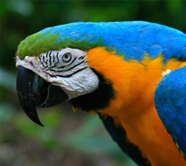 Macaw Art Print featuring the photograph Macaw with sweet expression by Karon Melillo DeVega