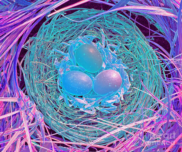 First Star Art Art Print featuring the photograph Magical Eggs by jrr by First Star Art