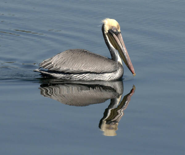 Pelican Art Print featuring the photograph Mirror Pelican by Wesley Elsberry