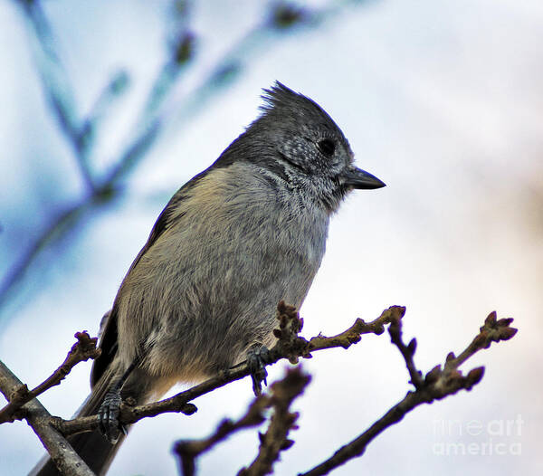 California Art Print featuring the photograph Oak Titmouse by Gary Brandes