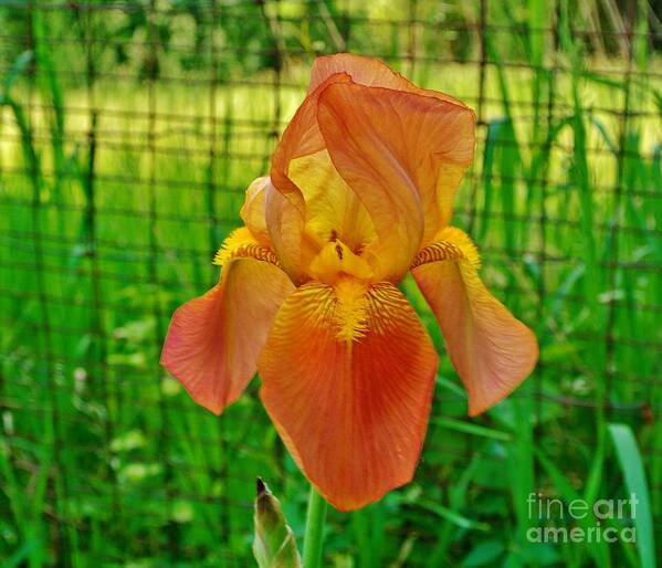 Photo Art Print featuring the photograph Orange Chiffon Iris by Marsha Heiken