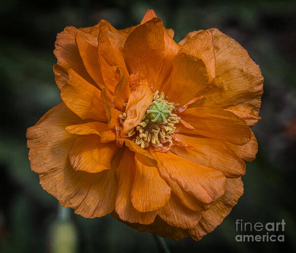 Poppy Art Print featuring the photograph Orange Pop by Terry Rowe