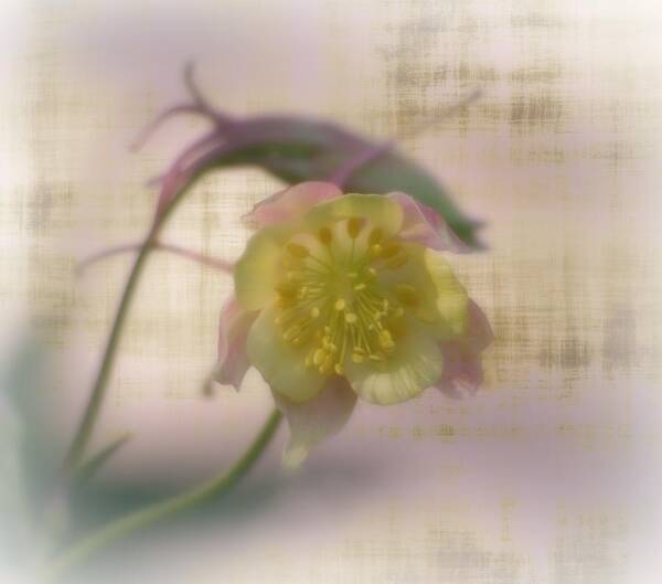 Macro Art Print featuring the photograph Pastel Petals by Barbara S Nickerson