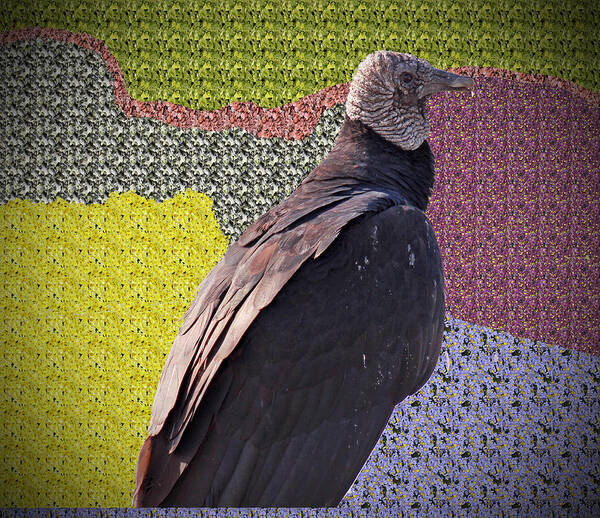 Buzzards Art Print featuring the photograph Patchwork Buzzard by Audrey Robillard