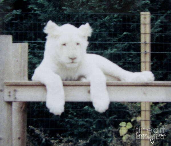 Animal Art Print featuring the photograph Philadelphia Zoo White Lion by Donna Brown