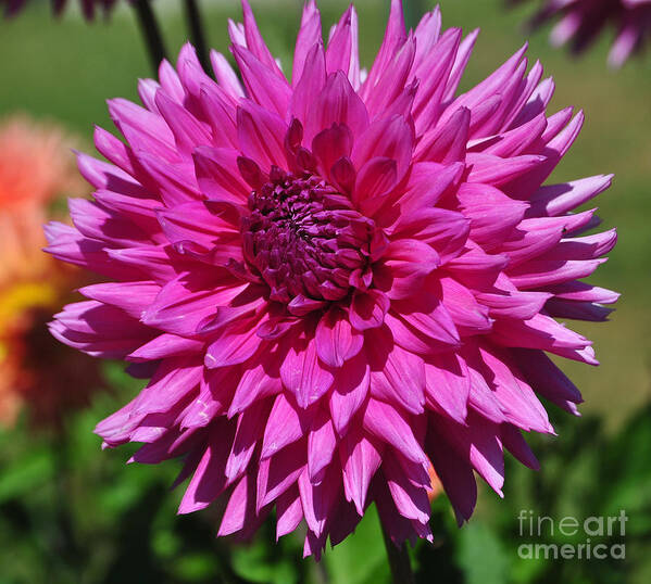 Pink Dahlia Art Print featuring the photograph Pink Dahlia by Frank Larkin