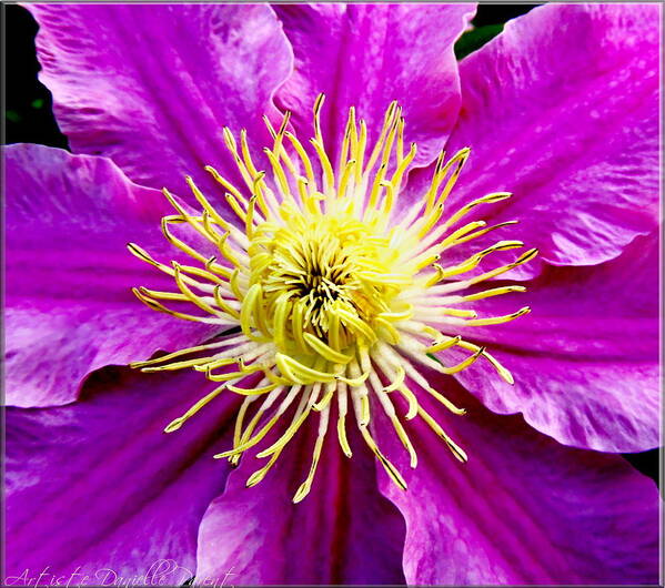 Artiste Danielle Parent Art Print featuring the photograph Pink Macro Clematis by Danielle Parent