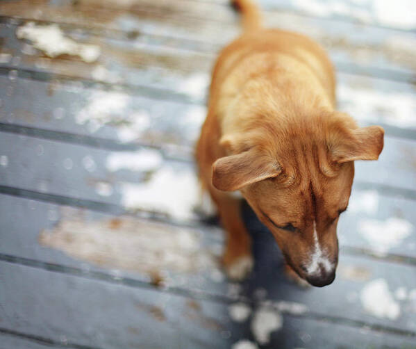 Animal Themes Art Print featuring the photograph Puppy Sitting On Wooden Deck by Nicole Kucera
