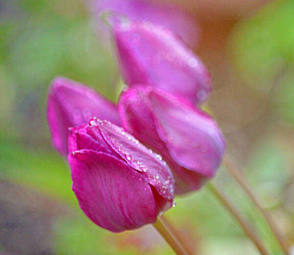 Art Art Print featuring the photograph Purple Tulips by Joan Han