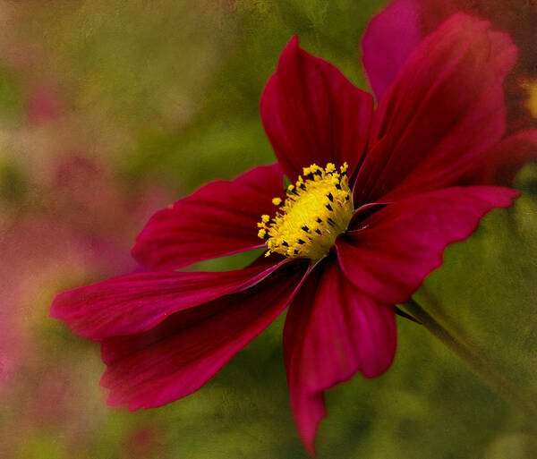 Cosmos Art Print featuring the photograph Red Sensation by Mary Jo Allen