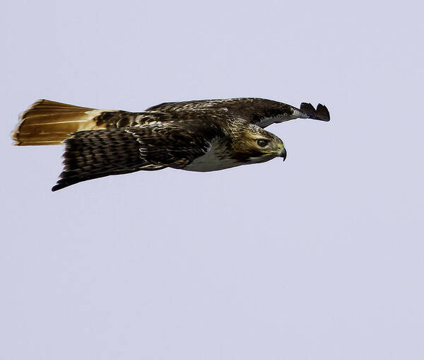 Red-tailed Hawk Art Print featuring the photograph Red-tailed Hawk in Flight 2 by Thomas Young