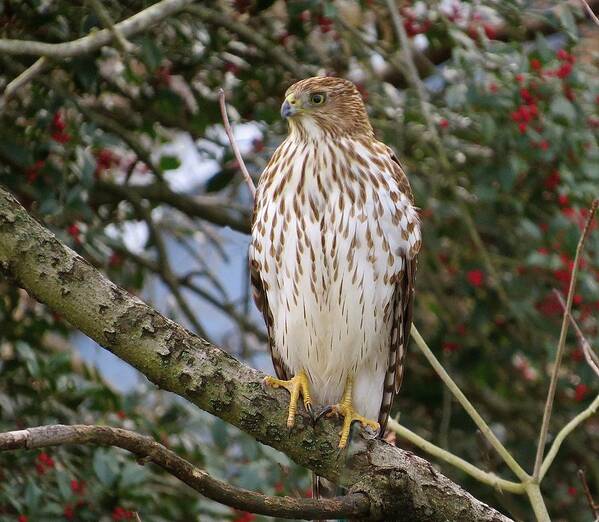 Red Tailed Hawk Art Print featuring the photograph Red Tailed Hawk by Melinda Saminski