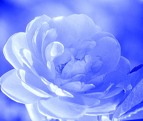 Art Art Print featuring the photograph Rose Blue by Joan Han