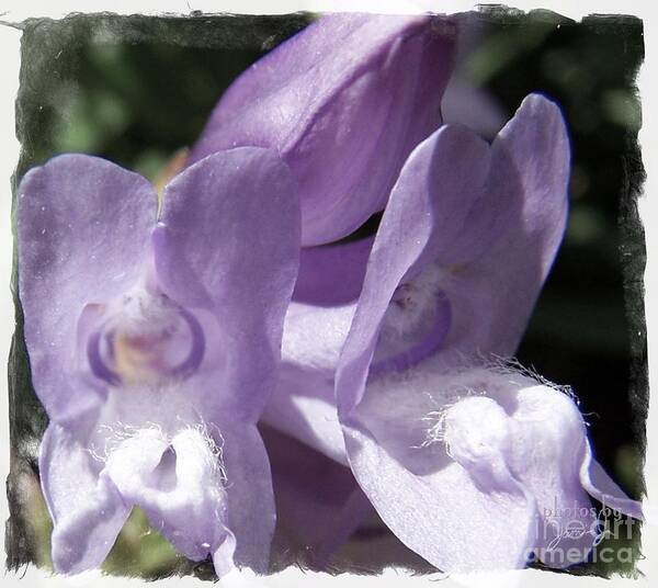 Flower Art Print featuring the photograph Shy Little Violets by Jamie Johnson