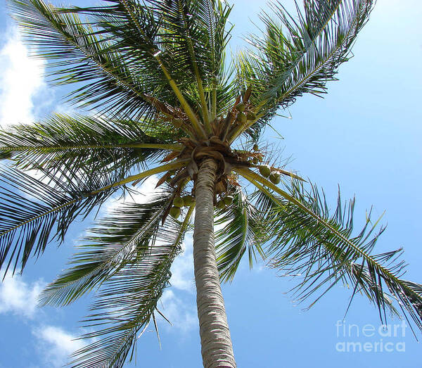 Palm Art Print featuring the photograph Solitary Palm by Leara Nicole Morris-Clark