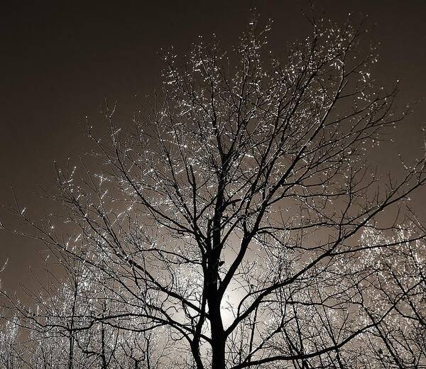 Tree Art Print featuring the photograph Sparkling Branches by Kathi Mirto