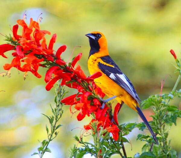 Birds Art Print featuring the photograph Spot Breasted Oriole and flower. by Dart Humeston