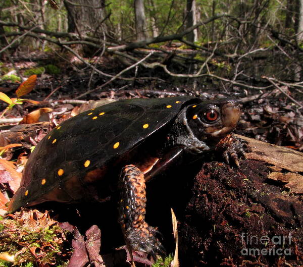 Spotted Turtle Prints Art Print featuring the photograph Spotted Turtle by Joshua Bales