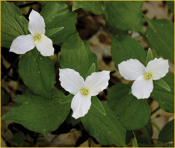 Usa Art Print featuring the photograph Spring Trillium Trio by LeeAnn McLaneGoetz McLaneGoetzStudioLLCcom