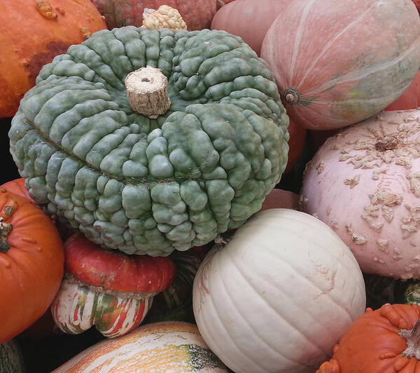 Squash Art Print featuring the photograph Squash Medley by Suzy Piatt