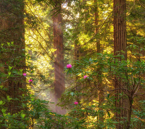 Redwoods Art Print featuring the photograph Sunrays over redwoods by Kunal Mehra