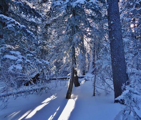 Trees Art Print featuring the photograph Sunshine through winter trees by Lois Rivera