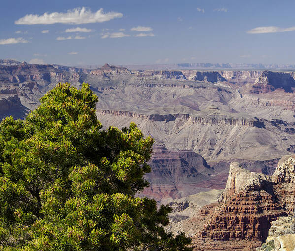 Grand Canyon Art Print featuring the photograph The Grand Canyon by Marianne Campolongo