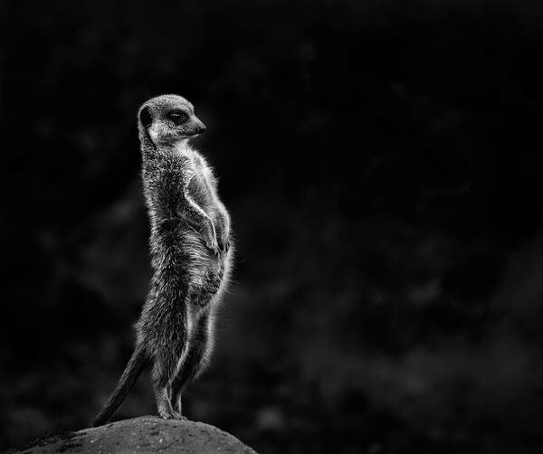 #faatoppicks Art Print featuring the photograph The Meerkat by Greetje Van Son