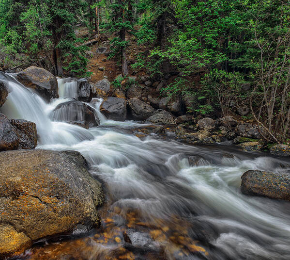 Forest Art Print featuring the photograph The Path Of The Forest Brook by Tim Reaves