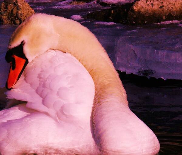 Swans Art Print featuring the photograph The Preening Swan by Jeff Swan