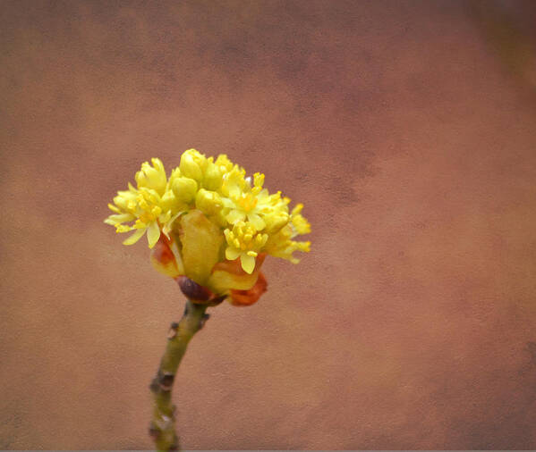 Bud Art Print featuring the photograph This Bud's For You by Deena Stoddard