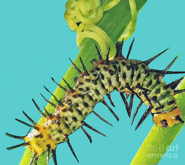 Caterpillar Art Print featuring the photograph Transformation Takes Time by Elizabeth Hoskinson
